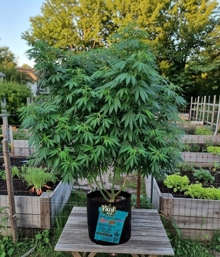 Preview: Grow Bucket Living Soil organic